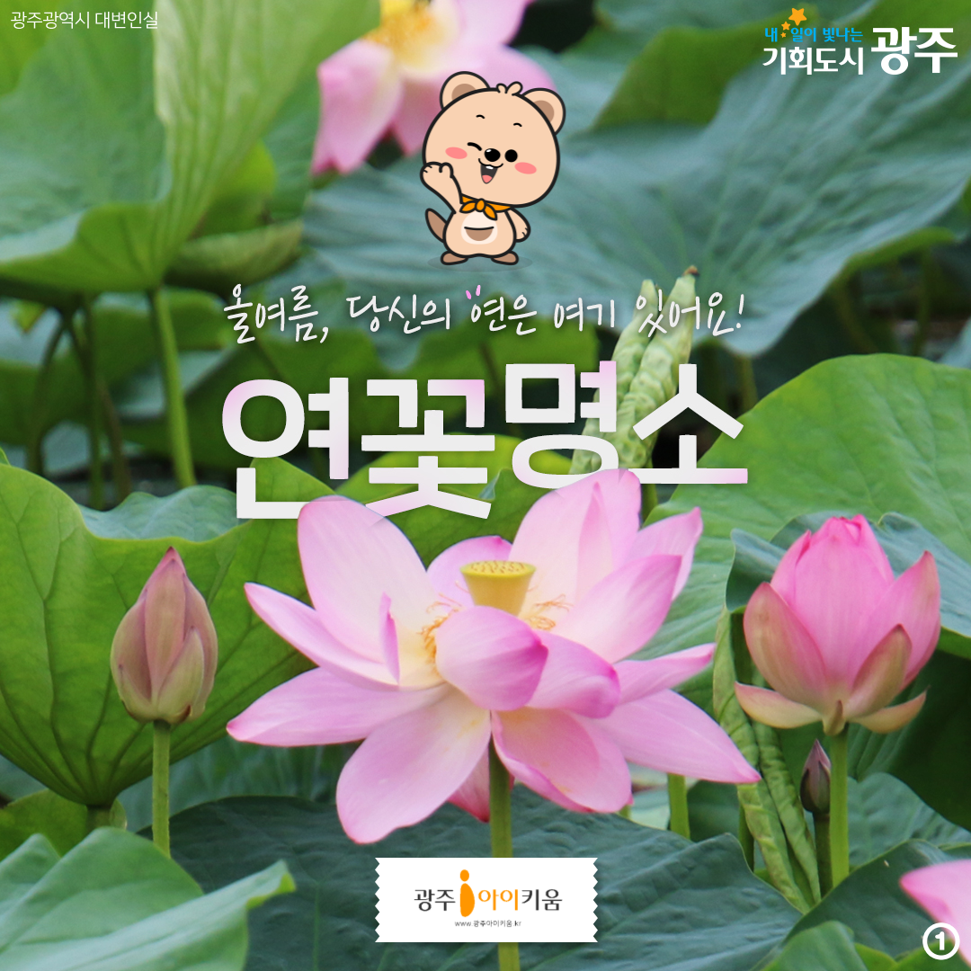 당신의 연은 여기 있어요! 광주 연꽃 명소🌸